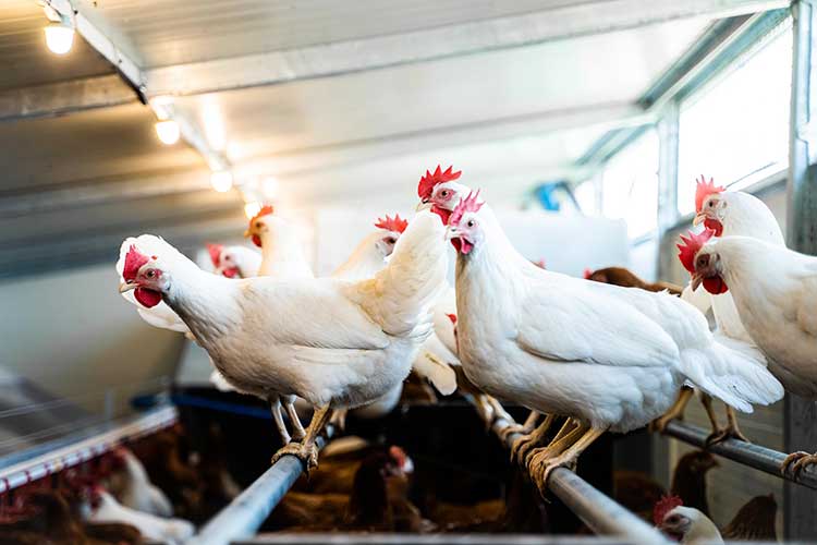 Read more about the article Paneles de pared para caravana de gallinas